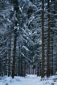 Preview wallpaper forest, winter, trees, snow