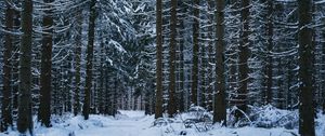 Preview wallpaper forest, winter, trees, snow