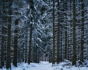 Preview wallpaper forest, winter, trees, snow