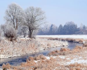 Preview wallpaper forest, winter, trees