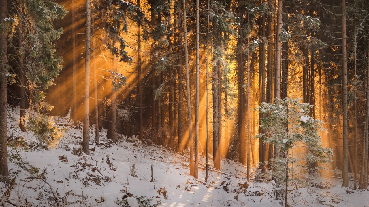 Wallpaper forest, winter, trees, sunlight