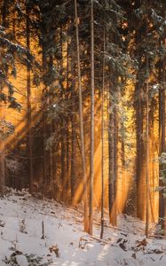Preview wallpaper forest, winter, trees, sunlight
