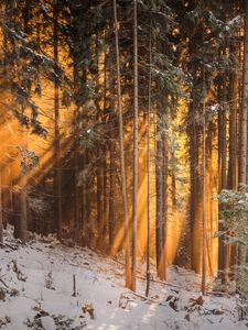 Preview wallpaper forest, winter, trees, sunlight