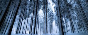 Preview wallpaper forest, winter, trees, snow, bottom view, fog