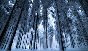Preview wallpaper forest, winter, trees, snow, bottom view, fog