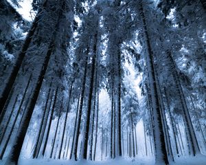 Preview wallpaper forest, winter, trees, snow, bottom view, fog