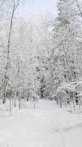 Preview wallpaper forest, winter, trees, snow, landscape