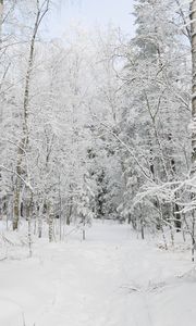 Preview wallpaper forest, winter, trees, snow, landscape