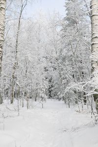 Preview wallpaper forest, winter, trees, snow, landscape