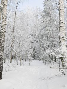 Preview wallpaper forest, winter, trees, snow, landscape