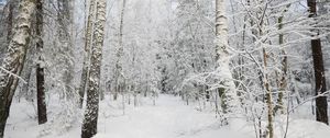 Preview wallpaper forest, winter, trees, snow, landscape