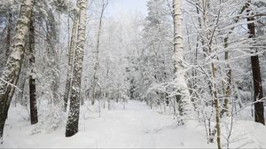 Preview wallpaper forest, winter, trees, snow, landscape