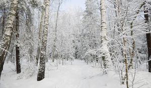 Preview wallpaper forest, winter, trees, snow, landscape