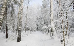 Preview wallpaper forest, winter, trees, snow, landscape
