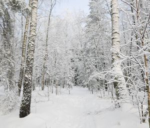 Preview wallpaper forest, winter, trees, snow, landscape