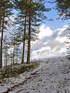 Preview wallpaper forest, winter, trees, rise, sky, snow