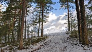 Preview wallpaper forest, winter, trees, rise, sky, snow