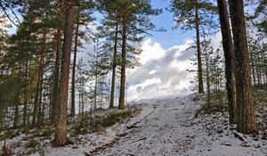 Preview wallpaper forest, winter, trees, rise, sky, snow