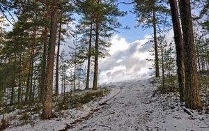 Preview wallpaper forest, winter, trees, rise, sky, snow