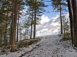 Preview wallpaper forest, winter, trees, rise, sky, snow