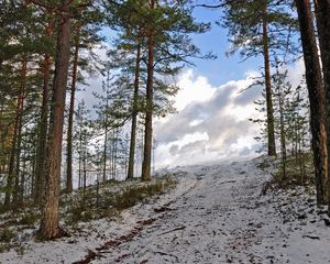 Preview wallpaper forest, winter, trees, rise, sky, snow