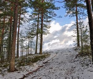 Preview wallpaper forest, winter, trees, rise, sky, snow