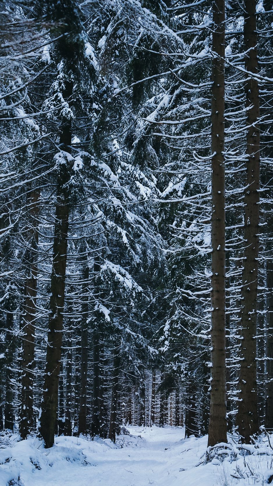 Download Wallpaper 938x1668 Forest Winter Trees Snow Iphone 8 7 6s 6 For Parallax Hd Background