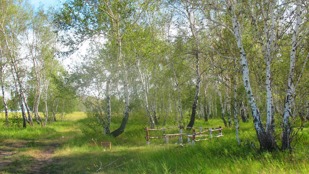 Wallpaper forestry, brigade, forest, summer, birch, holiday, green, greenery, trees, kazakhstan