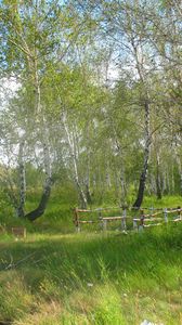 Preview wallpaper forestry, brigade, forest, summer, birch, holiday, green, greenery, trees, kazakhstan