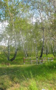 Preview wallpaper forestry, brigade, forest, summer, birch, holiday, green, greenery, trees, kazakhstan
