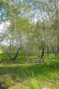 Preview wallpaper forestry, brigade, forest, summer, birch, holiday, green, greenery, trees, kazakhstan