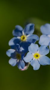 Preview wallpaper forget-me-not, flower, macro, petals, plant, nature