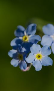 Preview wallpaper forget-me-not, flower, macro, petals, plant, nature