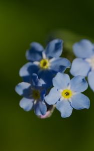 Preview wallpaper forget-me-not, flower, macro, petals, plant, nature