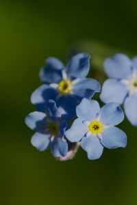 Preview wallpaper forget-me-not, flower, macro, petals, plant, nature