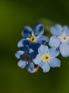 Preview wallpaper forget-me-not, flower, macro, petals, plant, nature