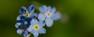 Preview wallpaper forget-me-not, flower, macro, petals, plant, nature