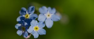Preview wallpaper forget-me-not, flower, macro, petals, plant, nature
