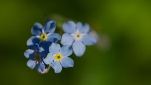 Preview wallpaper forget-me-not, flower, macro, petals, plant, nature