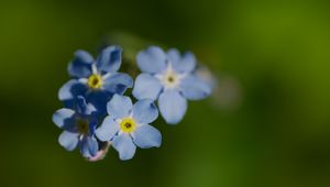 Preview wallpaper forget-me-not, flower, macro, petals, plant, nature