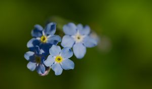 Preview wallpaper forget-me-not, flower, macro, petals, plant, nature