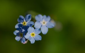 Preview wallpaper forget-me-not, flower, macro, petals, plant, nature