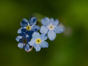 Preview wallpaper forget-me-not, flower, macro, petals, plant, nature