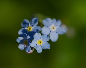 Preview wallpaper forget-me-not, flower, macro, petals, plant, nature