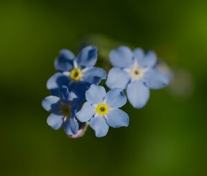Preview wallpaper forget-me-not, flower, macro, petals, plant, nature