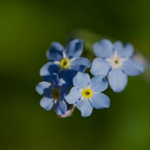 Preview wallpaper forget-me-not, flower, macro, petals, plant, nature