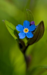 Preview wallpaper forget-me-not, flower, petals, blue, blur