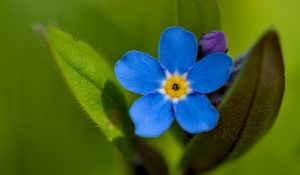 Preview wallpaper forget-me-not, flower, petals, blue, blur