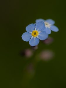 Preview wallpaper forget-me-not, flower, petals, blur, blue