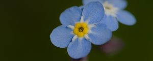 Preview wallpaper forget-me-not, flower, petals, blur, blue